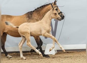 Deutsches Reitpony, Stute, Fohlen (05/2024), Buckskin