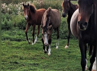 Deutsches Reitpony, Stute, Fohlen (03/2026), Buckskin