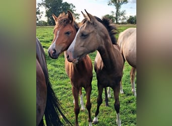 Deutsches Reitpony, Stute, Fohlen (03/2026), Buckskin