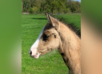 Deutsches Reitpony, Stute, Fohlen (03/2026), Buckskin