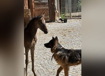 Deutsches Reitpony, Stute, Fohlen (05/2025), Buckskin