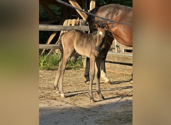 Deutsches Reitpony, Stute, Fohlen (05/2025), Buckskin