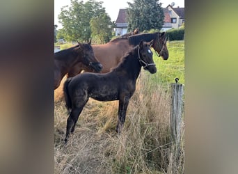Deutsches Reitpony, Stute, Fohlen (05/2025), Buckskin