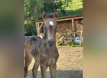 Deutsches Reitpony, Stute, Fohlen (05/2025), Buckskin