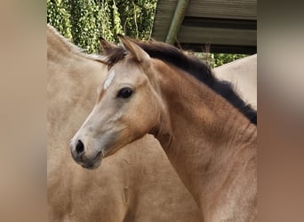 Deutsches Reitpony, Stute, Fohlen (03/2024), Buckskin