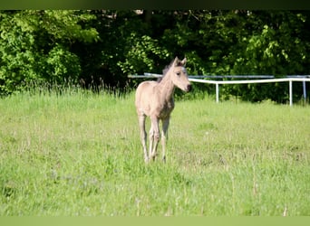 Deutsches Reitpony, Stute, Fohlen (03/2026), Buckskin