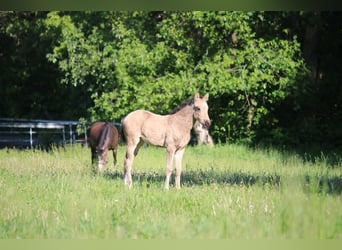 Deutsches Reitpony, Stute, Fohlen (03/2026), Buckskin
