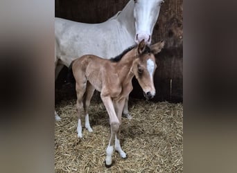 Deutsches Reitpony, Stute, Fohlen (05/2026), Buckskin