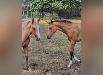 Deutsches Reitpony, Stute, Fohlen (05/2026), Buckskin