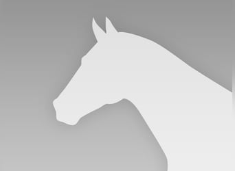 Deutsches Reitpony, Stute, Fohlen (05/2026), Buckskin