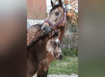 Deutsches Reitpony, Stute, Fohlen (03/2026), Buckskin