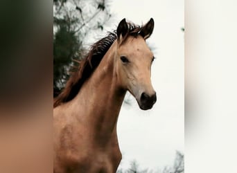 Deutsches Reitpony, Stute, Fohlen (03/2023), Buckskin