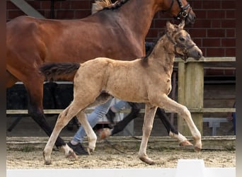 Deutsches Reitpony, Stute, Fohlen (04/2026), Buckskin