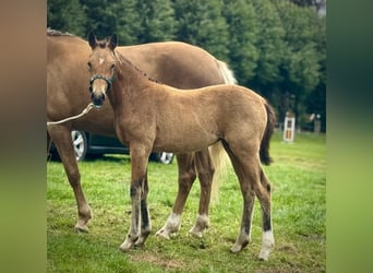 Deutsches Reitpony, Stute, Fohlen (04/2025), Buckskin