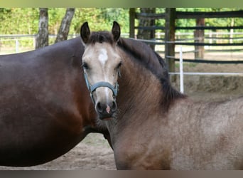 Deutsches Reitpony, Stute, Fohlen (04/2026), Buckskin