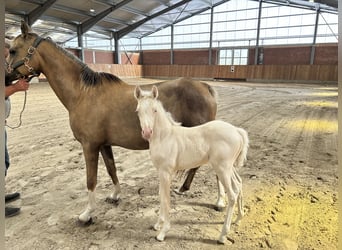 Deutsches Reitpony, Stute, , Cremello