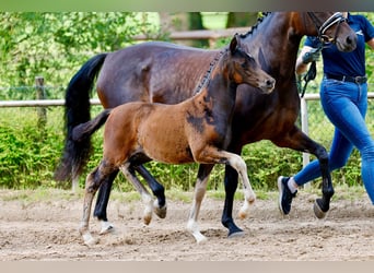 Deutsches Reitpony, Stute, Fohlen (01/2026)