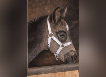 Deutsches Reitpony, Stute, Fohlen (03/2026)