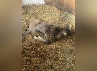 Deutsches Reitpony, Stute, Fohlen (03/2026)