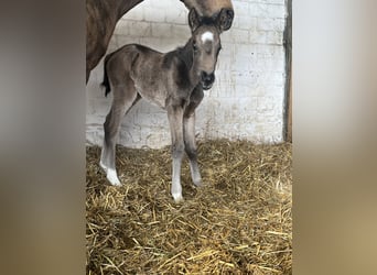 Deutsches Reitpony, Stute, Fohlen (03/2026)