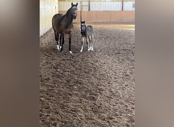 Deutsches Reitpony, Stute, Fohlen (03/2026)