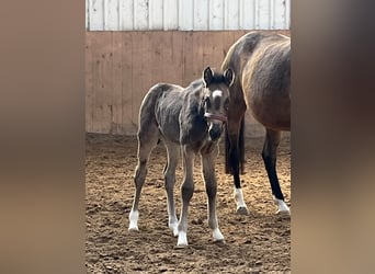 Deutsches Reitpony, Stute, Fohlen (03/2026)
