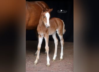 Deutsches Reitpony, Stute, 