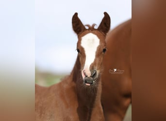 Deutsches Reitpony, Stute, 