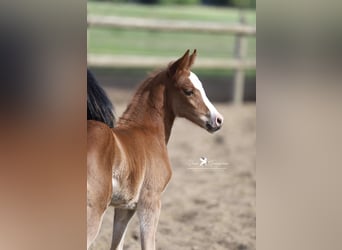 Deutsches Reitpony, Stute, 