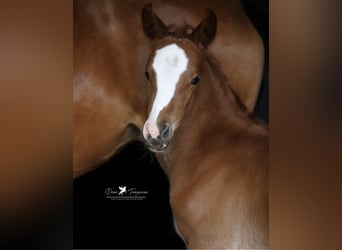 Deutsches Reitpony, Stute, 