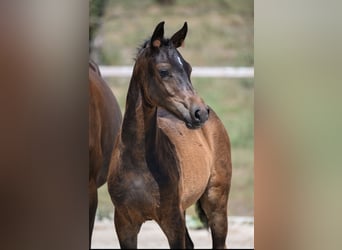 Deutsches Reitpony, Stute, Fohlen (05/2026)