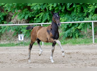 Deutsches Reitpony, Stute, Fohlen (04/2026), Dunkelbrauner