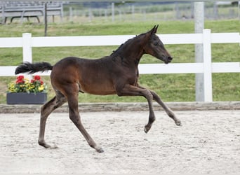 Deutsches Reitpony, Stute, Fohlen (06/2025), Dunkelbrauner