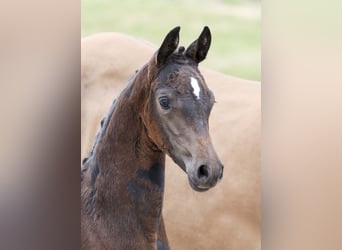 Deutsches Reitpony, Stute, Fohlen (06/2025), Dunkelbrauner