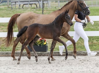 Deutsches Reitpony, Stute, Fohlen (06/2025), Dunkelbrauner