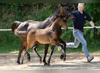 Deutsches Reitpony, Stute, Fohlen (04/2026), Dunkelbrauner