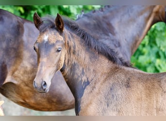 Deutsches Reitpony, Stute, Fohlen (04/2026), Dunkelbrauner