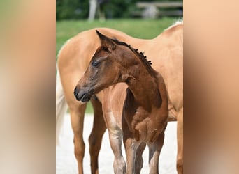 Deutsches Reitpony, Stute, Fohlen (05/2025), Dunkelbrauner
