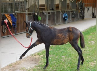 Deutsches Reitpony, Stute, Fohlen (03/2024), Dunkelbrauner