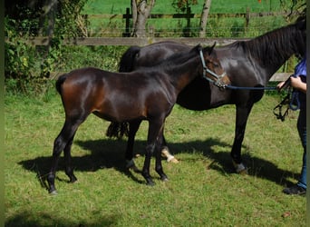 Deutsches Reitpony, Stute, Fohlen (03/2024), Dunkelbrauner