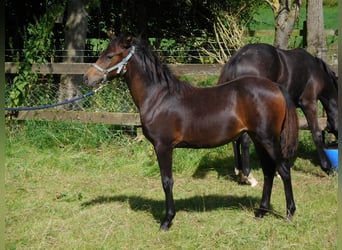 Deutsches Reitpony, Stute, Fohlen (03/2024), Dunkelbrauner