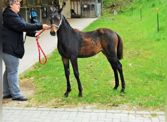 Deutsches Reitpony, Stute, Fohlen (03/2024), Dunkelbrauner