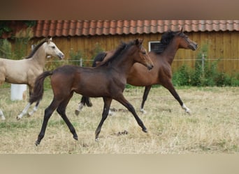 Deutsches Reitpony, Stute, Fohlen (05/2026), Dunkelbrauner