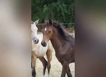 Deutsches Reitpony, Stute, Fohlen (05/2026), Dunkelbrauner