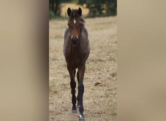 Deutsches Reitpony, Stute, Fohlen (05/2026), Dunkelbrauner