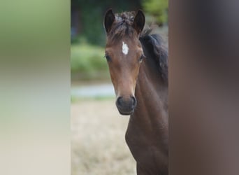 Deutsches Reitpony, Stute, Fohlen (05/2026), Dunkelbrauner