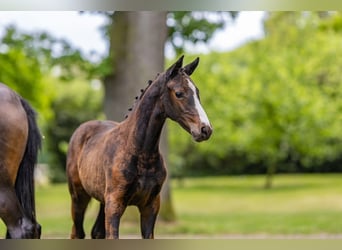 Deutsches Reitpony, Stute, , Dunkelbrauner