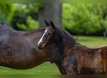 Deutsches Reitpony, Stute, , Dunkelbrauner
