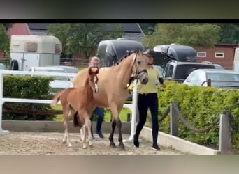 Deutsches Reitpony, Stute, Fohlen (05/2026), Dunkelfuchs