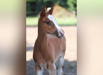 Deutsches Reitpony, Stute, , Dunkelfuchs